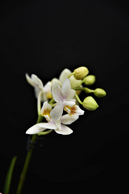 orchid, blossom, bloom