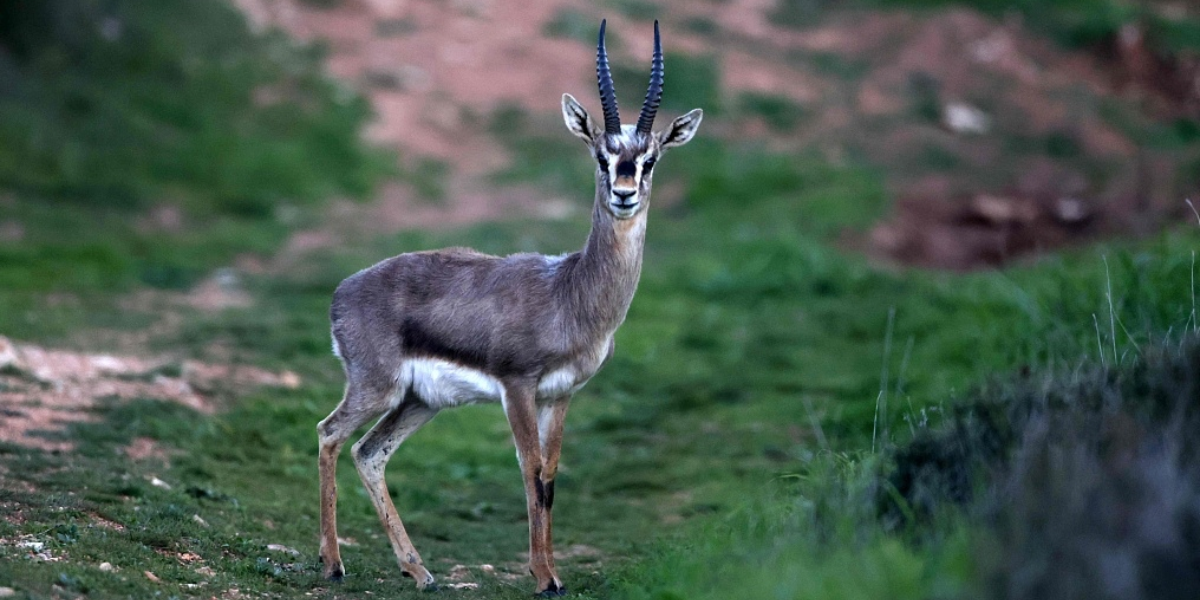 interesting animals in Israel