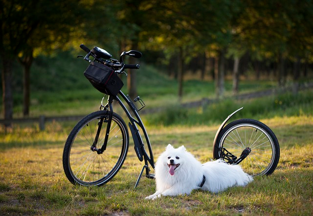 dog, scooter, bicycle