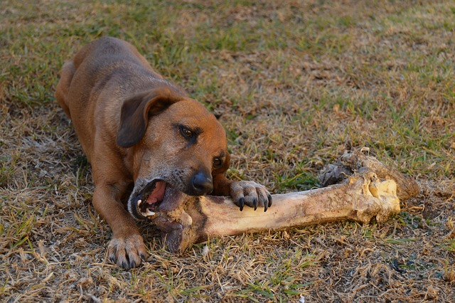 dog, bone, ostrich