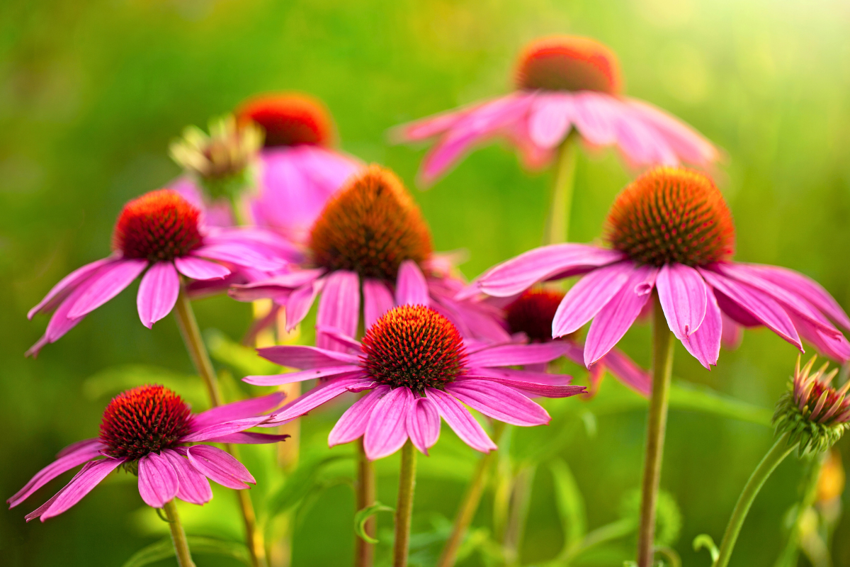 Purple Coneflower