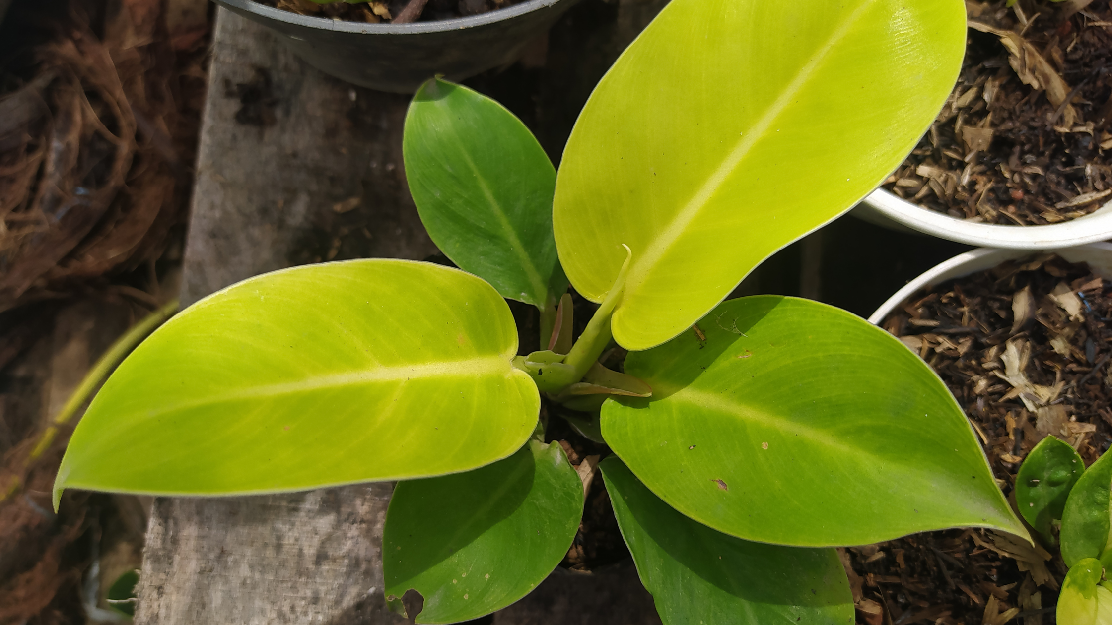 Heart Shaped Philodendron