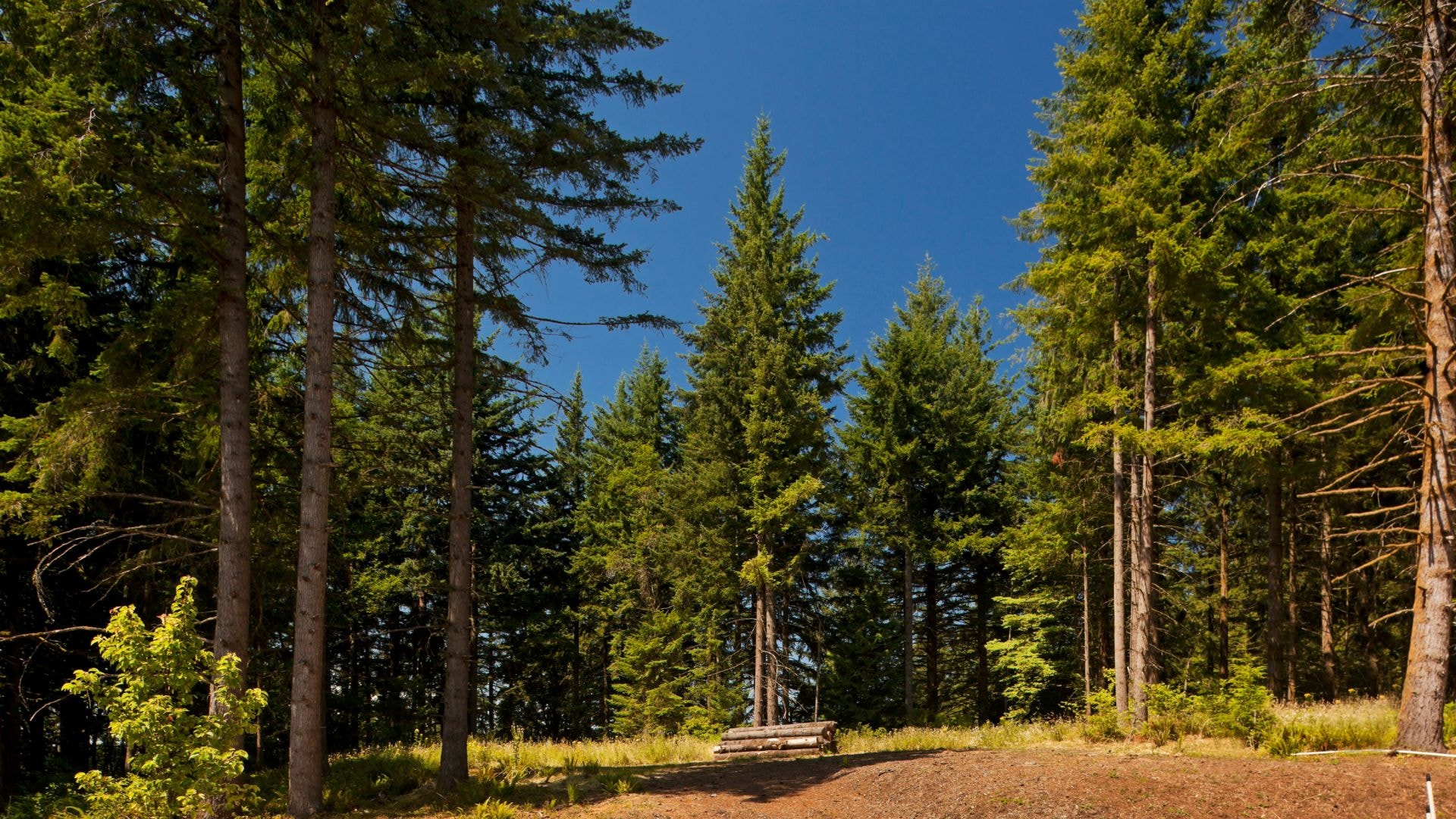 A forest of pine trees. 