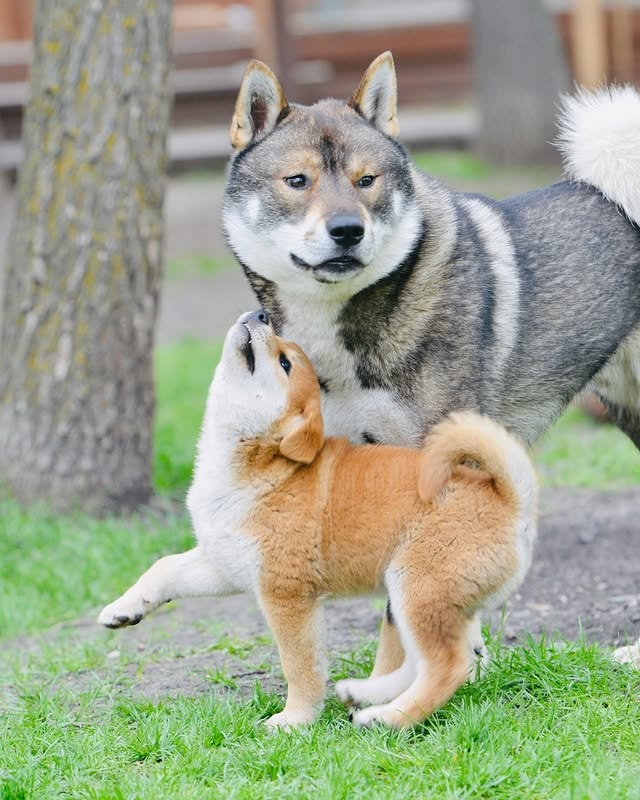 shiba inu puppy playing with an adult shiba inu. 