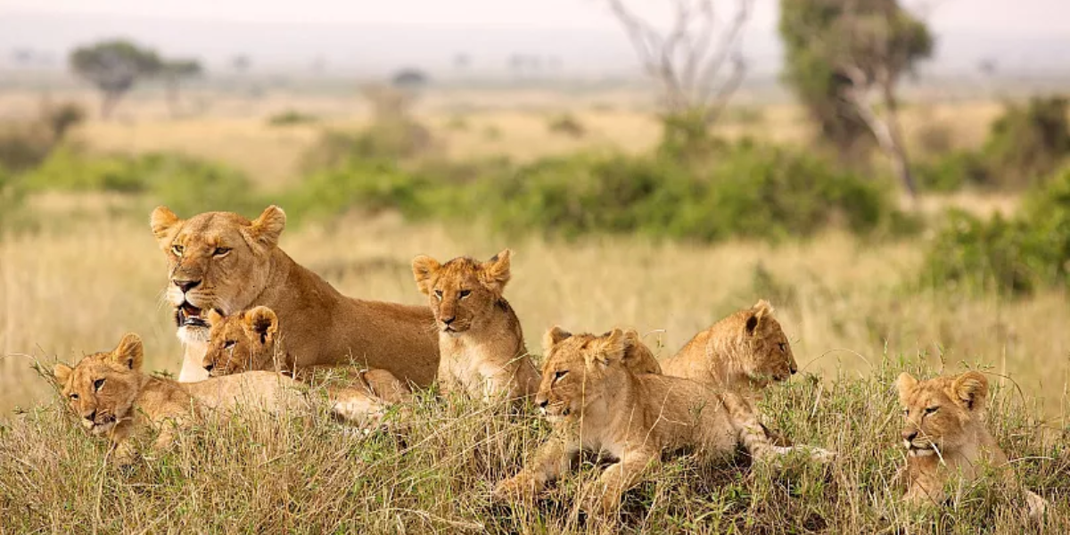 interesting animals in chad