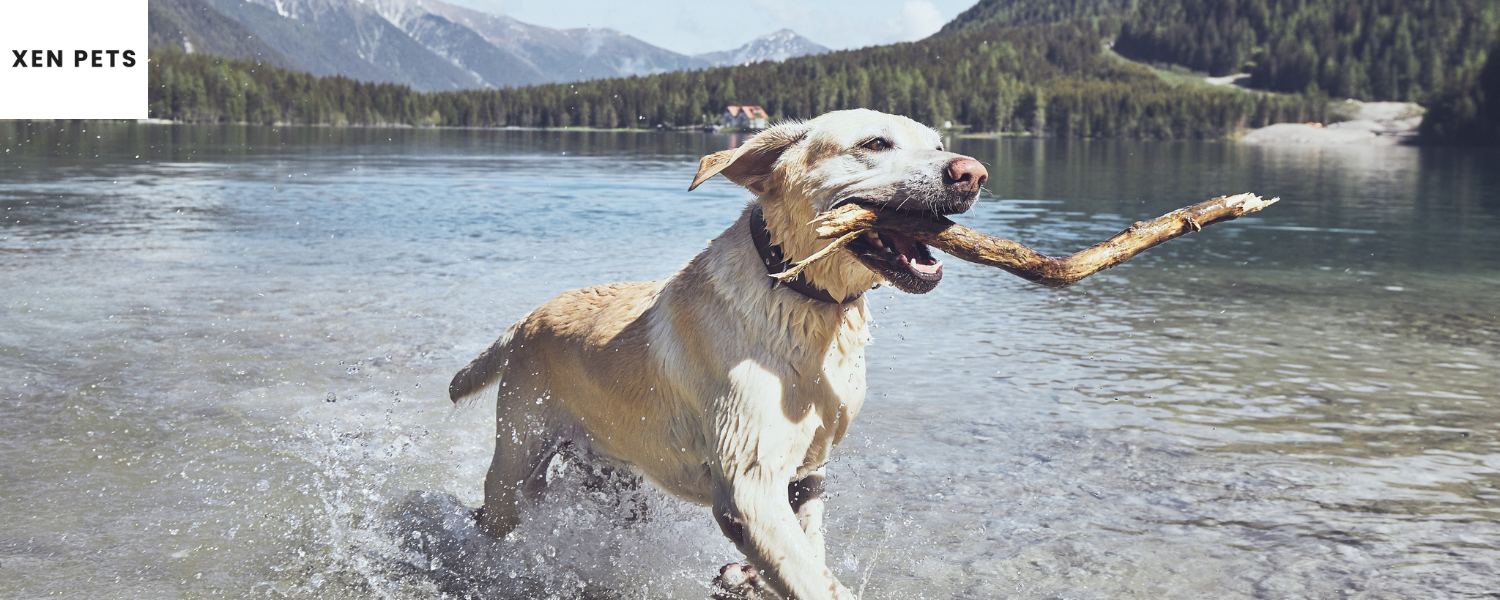 Exercise is good for your dog's health