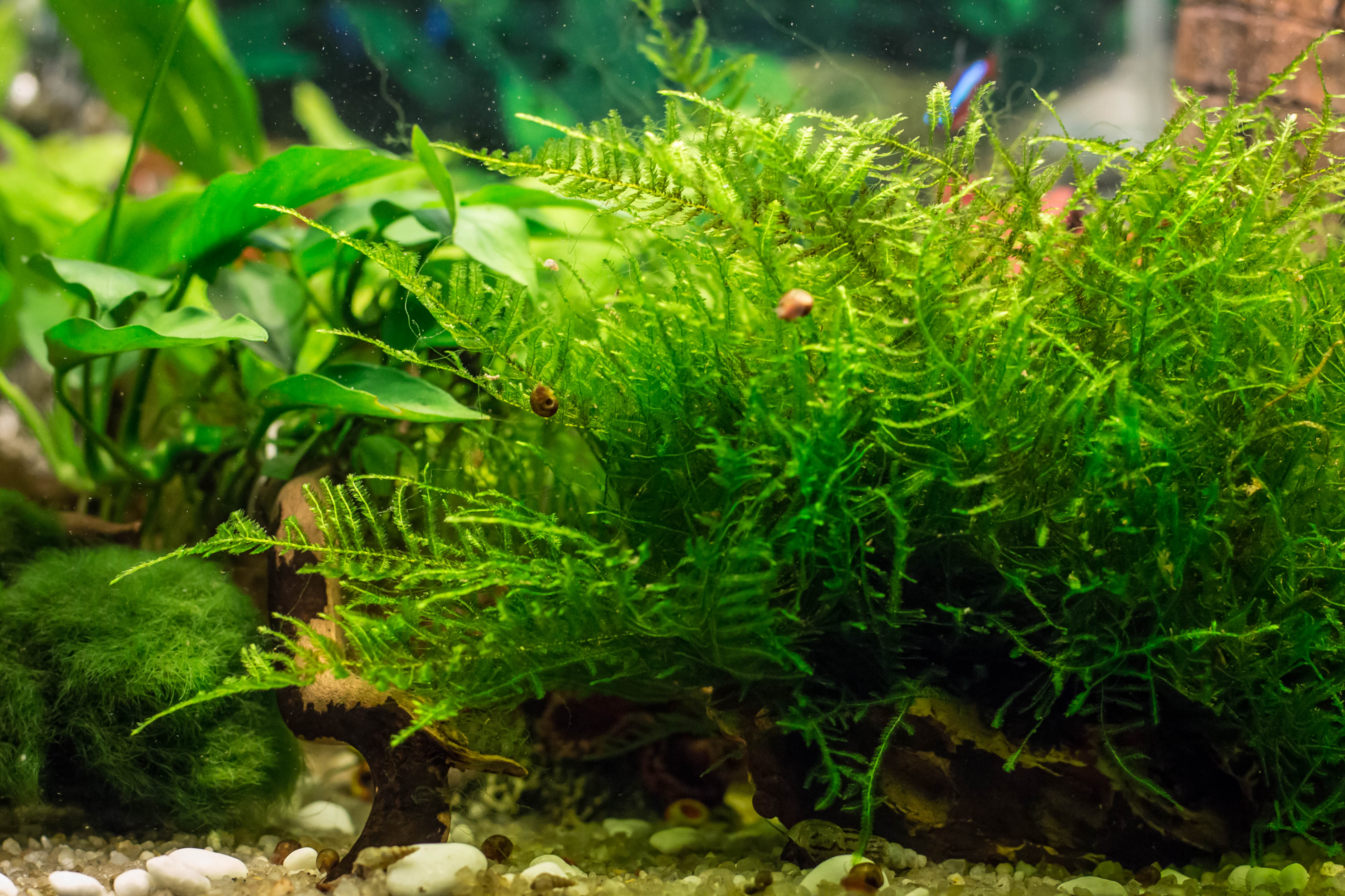 Java Moss Care Guide – Planting, Growing, and Propagation - Shrimp and  Snail Breeder
