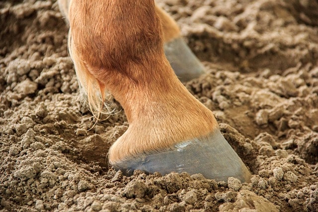 hoof, horse, animal