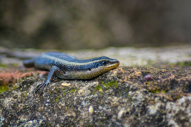 african striped skink, reptile, animal