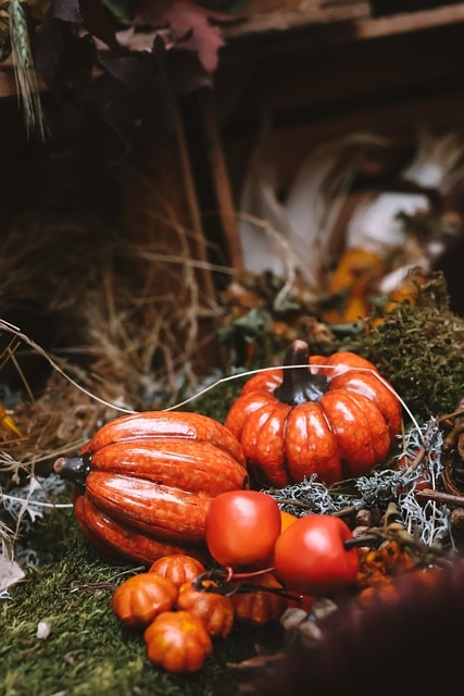 pumpkins, vegetables, autumn, fall, nature, autumn season, fall season