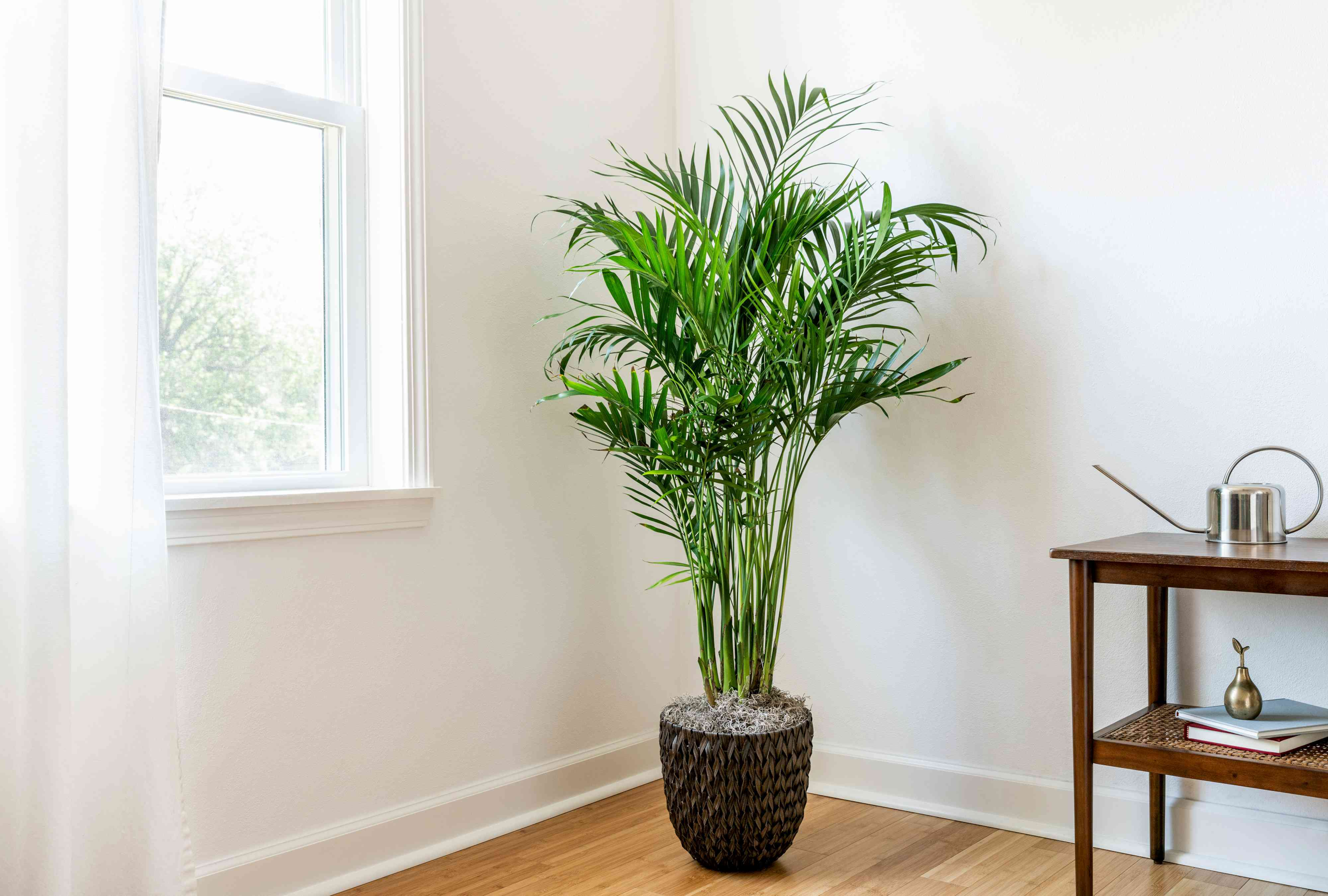 palm, palm plants indoor