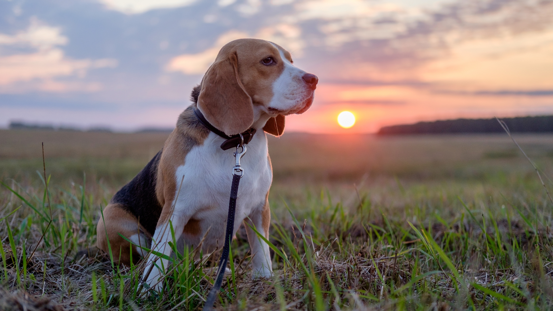 Hund, Hitze, Temperaturen