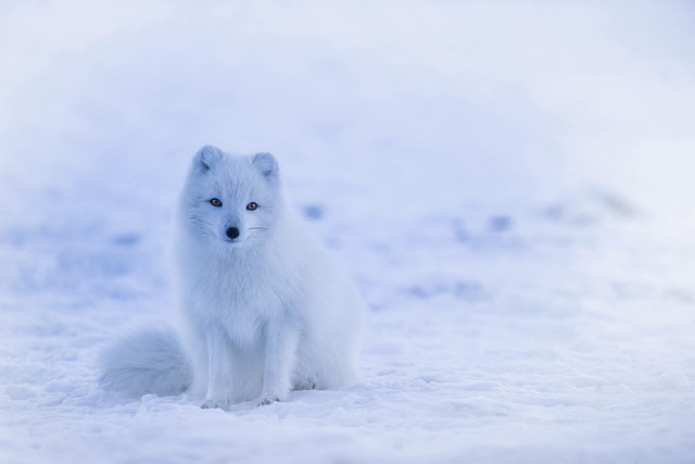 iceland, arctic fox, fox