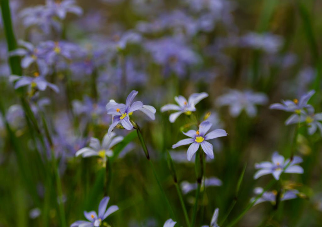 Blue-eyed Grass