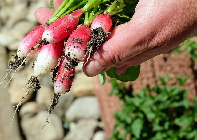 Food Production and Gardening