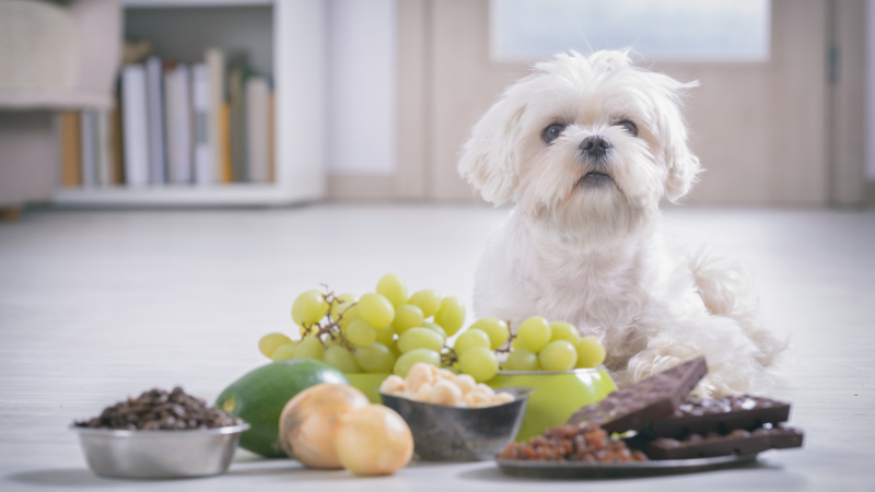 d0a19a78 5bf8 40c3 9e07 3d025c8137dc Can Dogs Eat Grapefruit Safely? Exploring the Facts