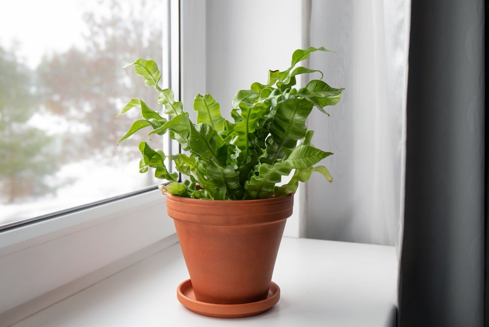 clay pot for ferns, fern care indoor, 