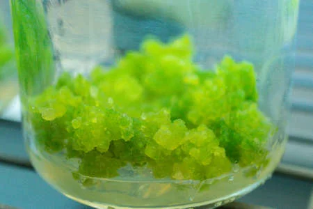 plant tissue culture