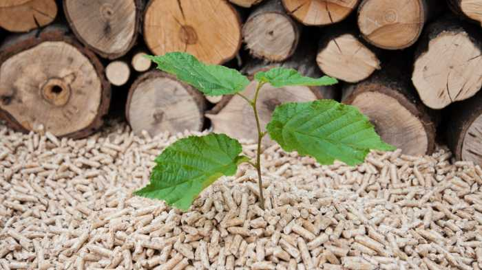 What is biomass?