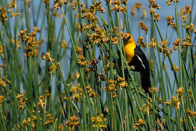 yellow-headed blackbird, bird, plants