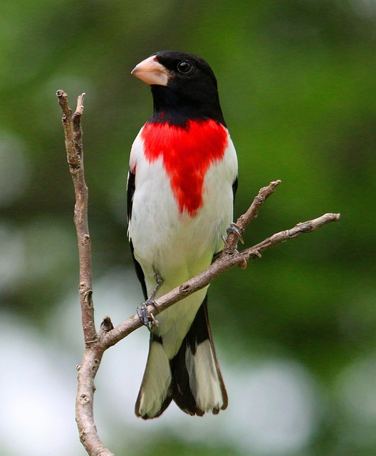 rose-breasted grosbeak, rose, grosbeak