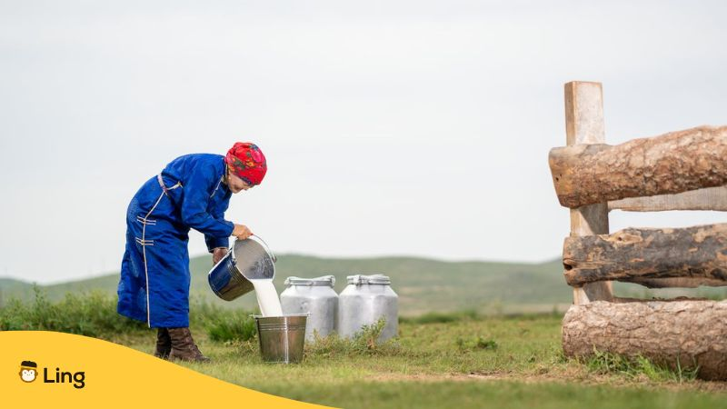 A Mongolian woman pouring Yak milk 