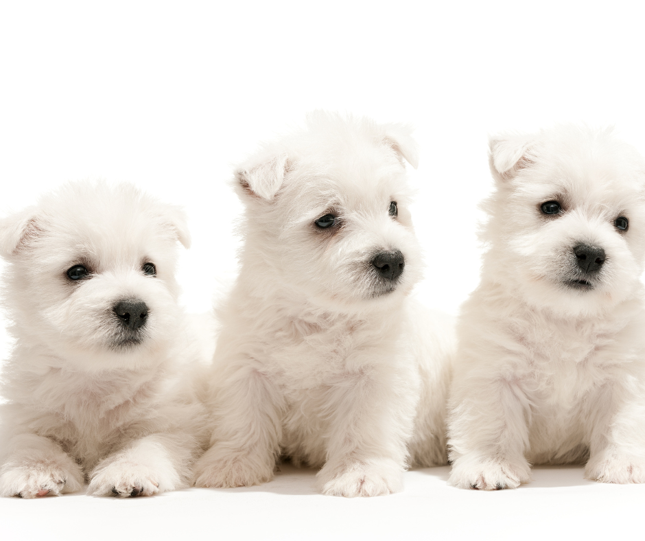 Three West Highland Terrier Puppies with a white background