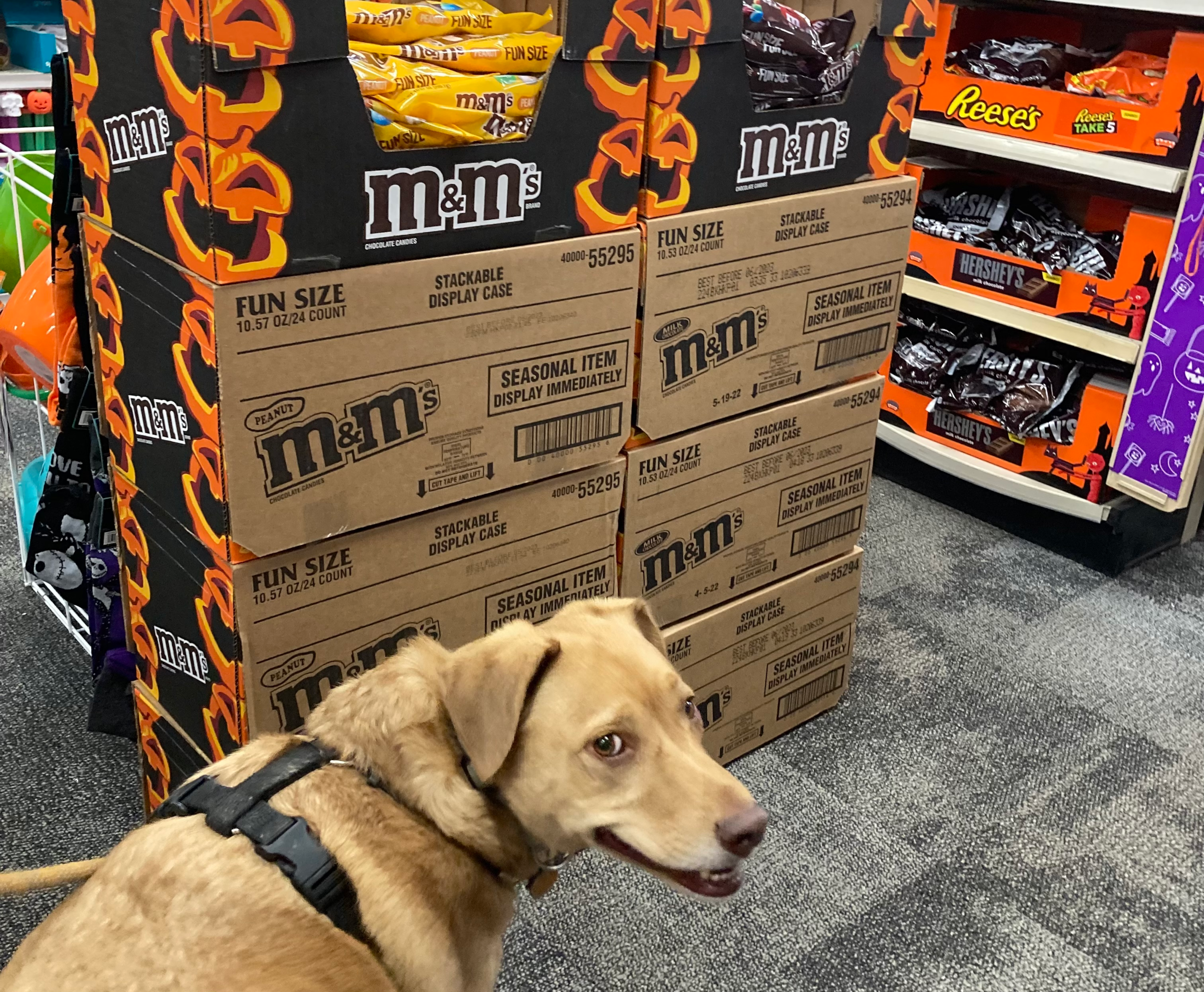 Image of a leashed dog inside Party City, next to the candy aisle!