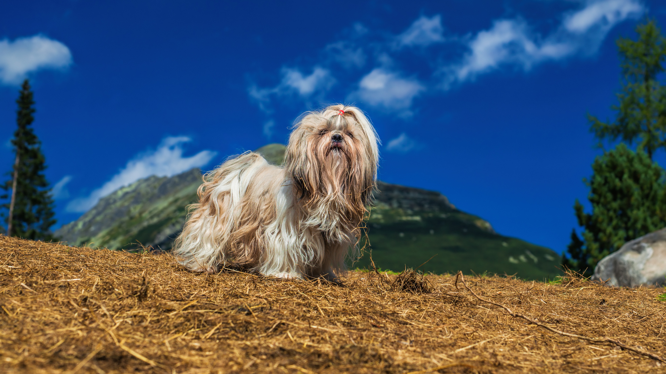 A long haired Shih Tzu on a walk with a big hill in the background