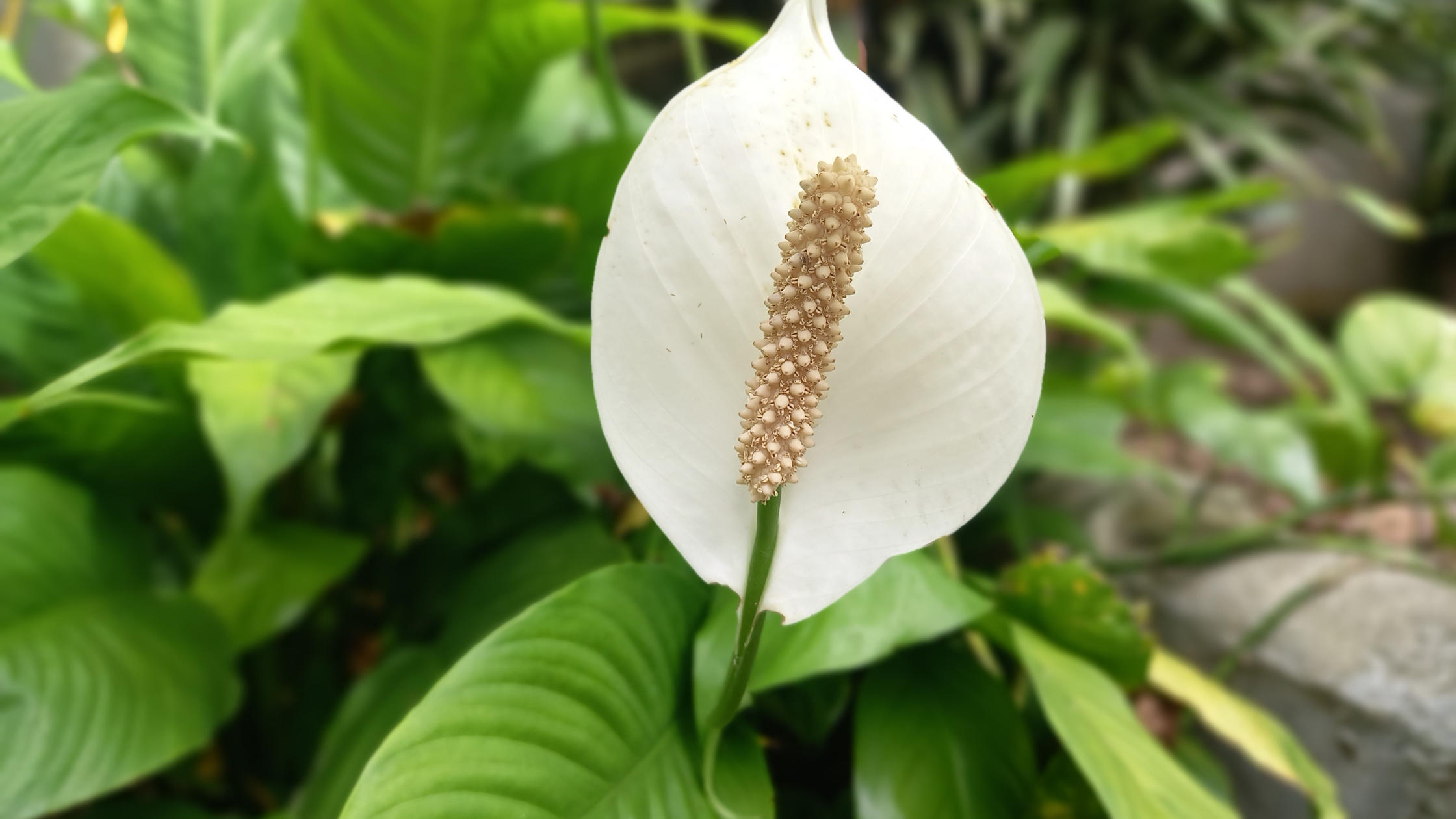 Peace Lily