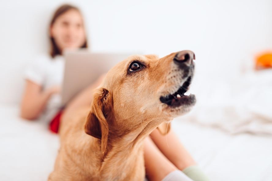 Understanding the Roots of Excessive Barking