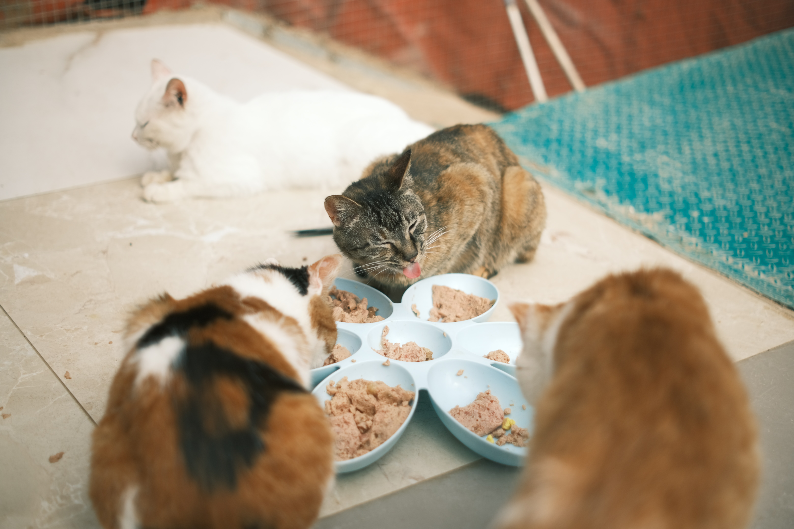 Source: https://www.pexels.com/photo/close-up-of-cats-eating-16465621/