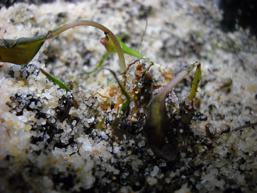 Decaying plant matter can contribute to aquarium odor.