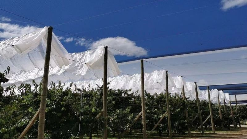 Teloni parapioggia in plastica per ciliegio