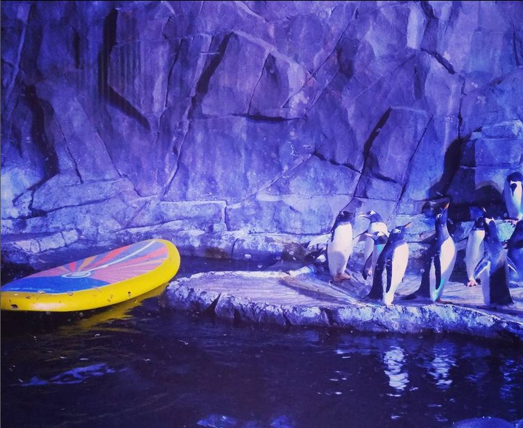 paddle board next to penguins