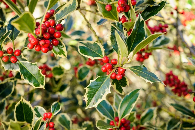 Holly bushes with bright red berries