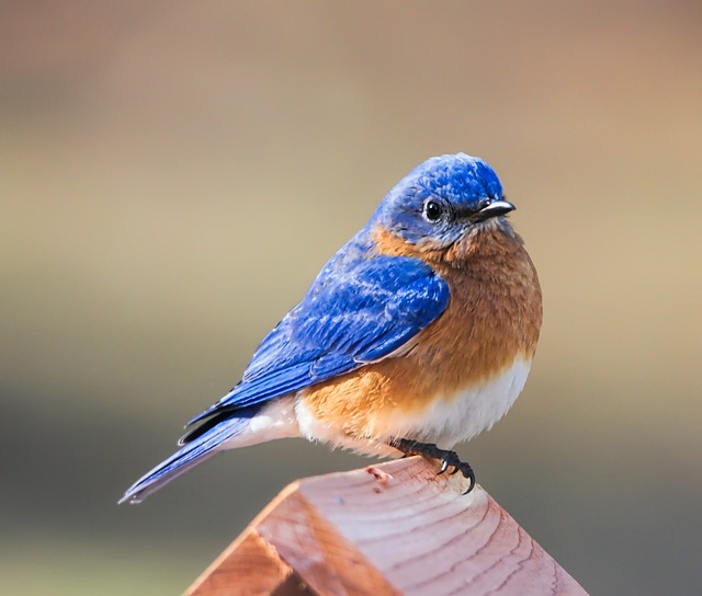 bluebird, eastern bluebird, bird