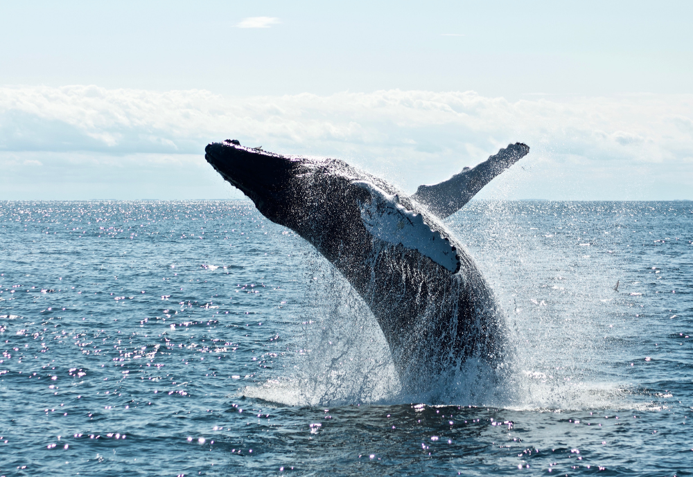 A whale you can see when going whale watching in Vancouver