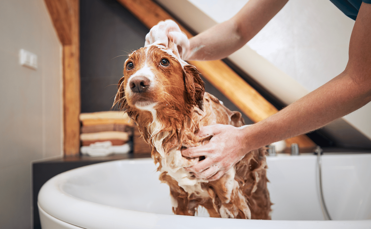 bathing time, dogs hate baths, dogs