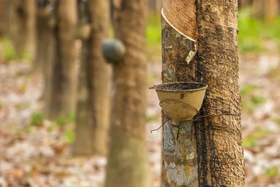 nature-organic-latex-rubber-trees