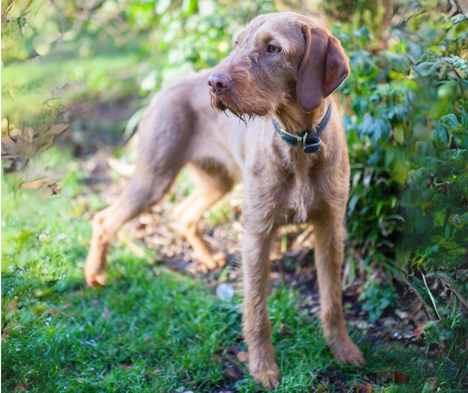 An adult Wirehaired Vizsla side view standing outside