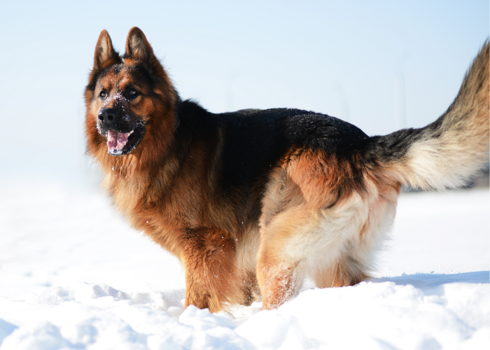 An image showing a German Shepherd wearing a thick coat, indicating the coat quality necessary for withstanding cold temperatures and answering the question of how cold can a German Shepherd tolerate.