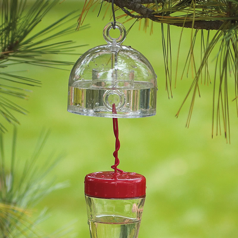 Ant Proofing Hummingbird Feeders Effective Tips Techniques   D182eff8 3a21 434e Aa79 7740939de697 