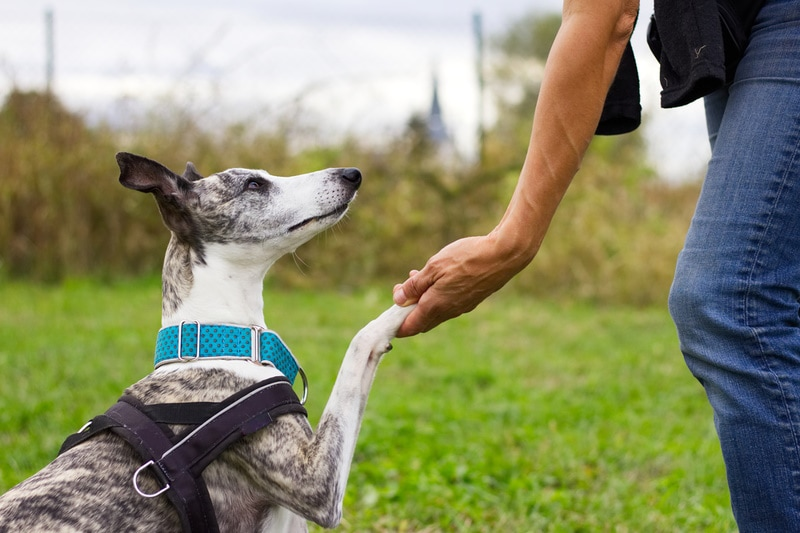 whippet training, dogs