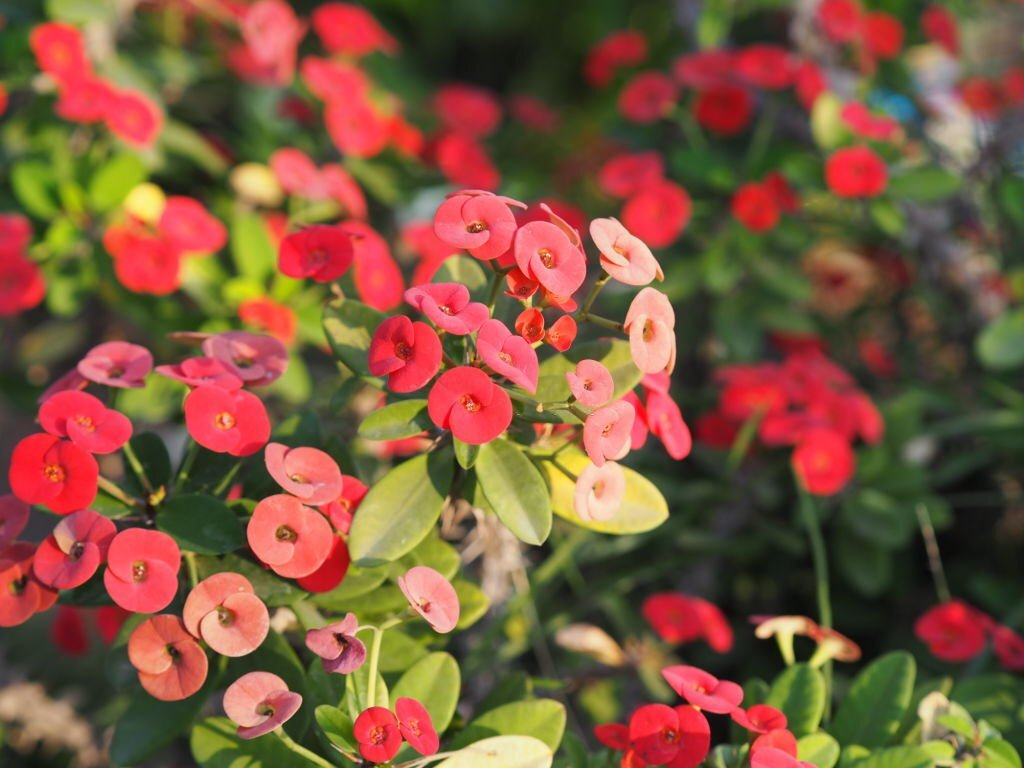 🌹20 Exquisite Flowers that Start with K