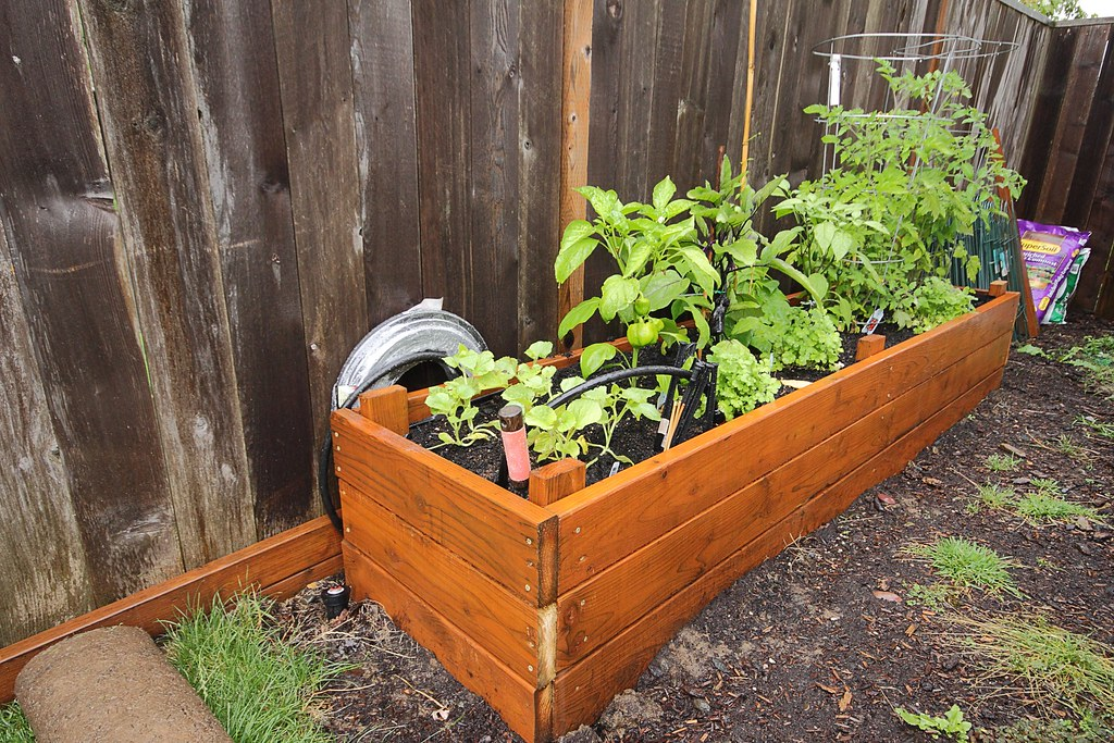 raised bed