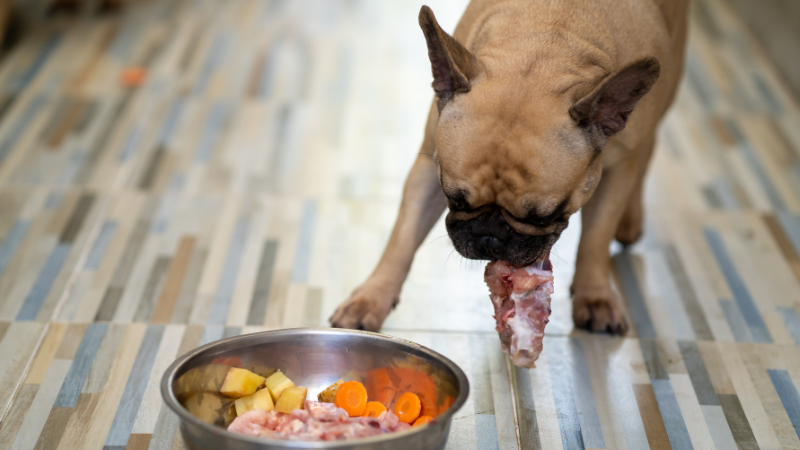 Dog vomiting digested outlet food