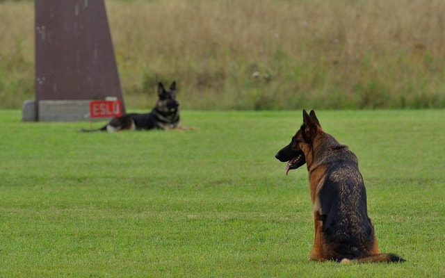 german shepherd, dog, obedience, competition, pet, animal, nature, german shepherd, german shepherd, german shepherd, german shepherd, german shepherd, obedience