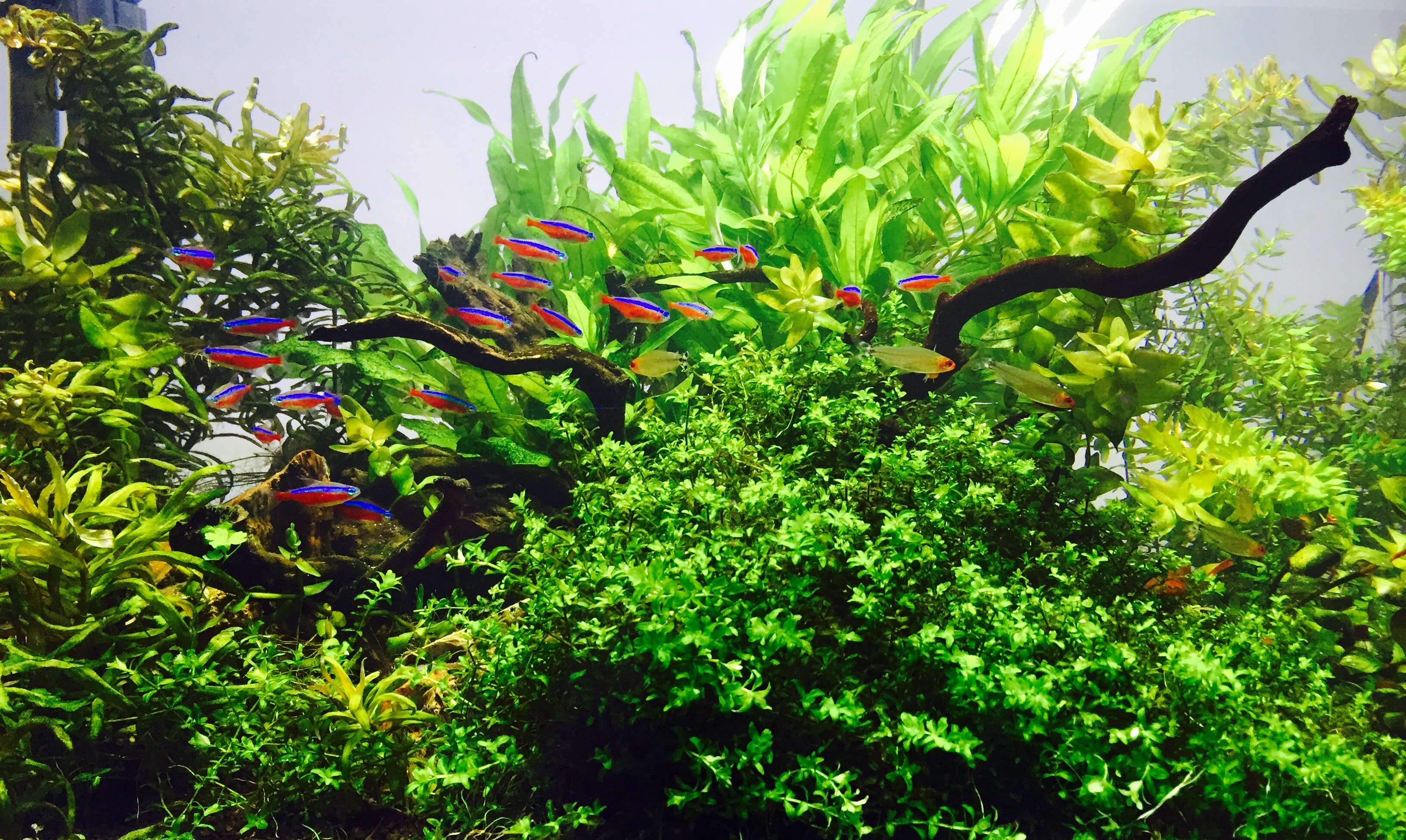 During the summer month monitor your tank's temperature