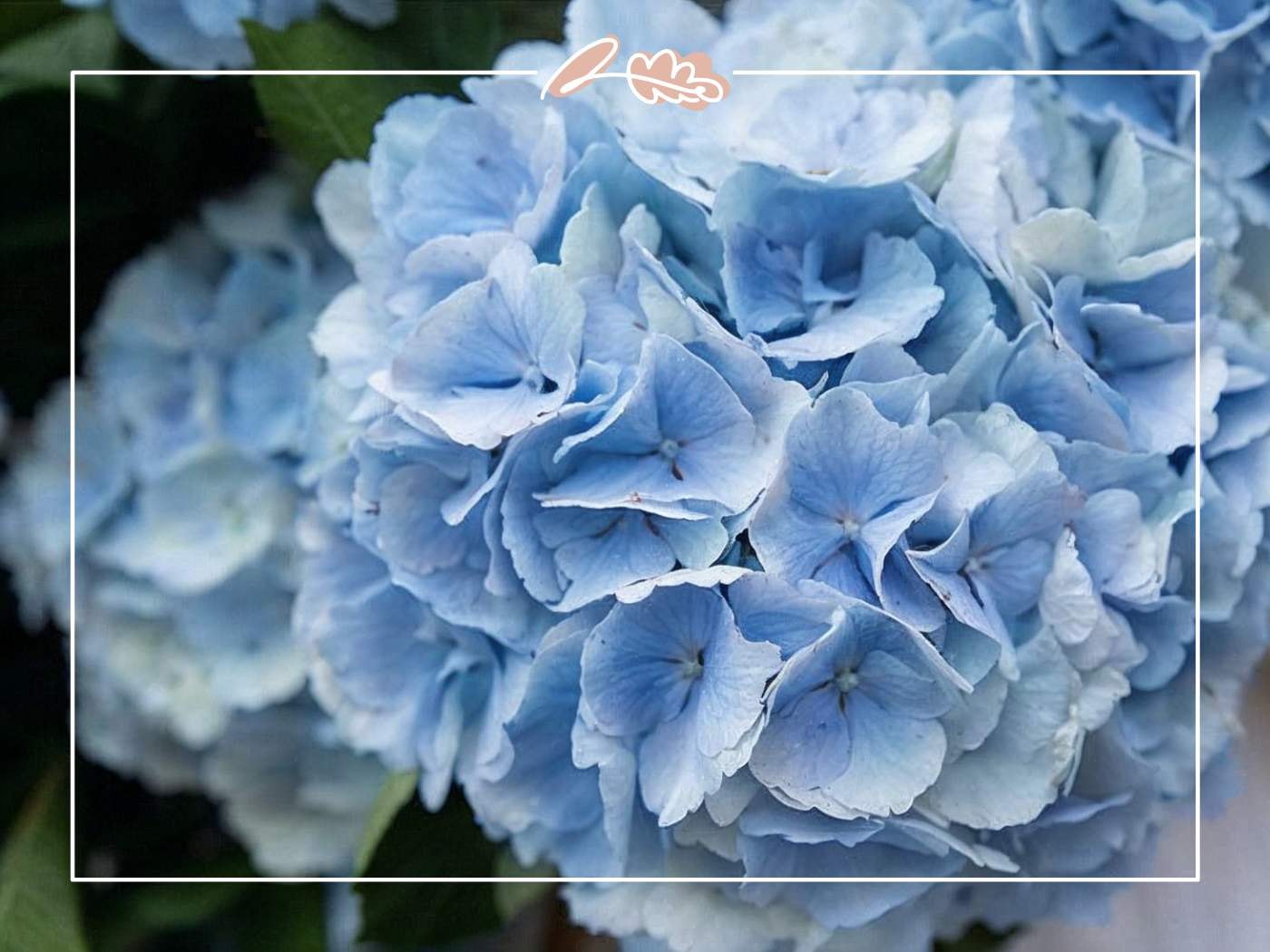 Close-up of a blue mophead hydrangea bloom showing delicate petals in soft baby blue tones